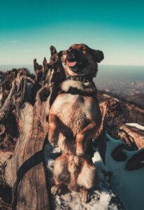 Treinamento Básico Para Cachorros.