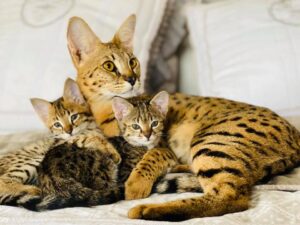 Gatinhos de Serval e Savana disponíveis