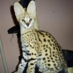 gatinhos caracal e jaguatirica disponíveis - Alcinópolis